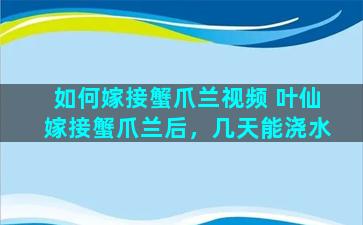 如何嫁接蟹爪兰视频 叶仙嫁接蟹爪兰后，几天能浇水